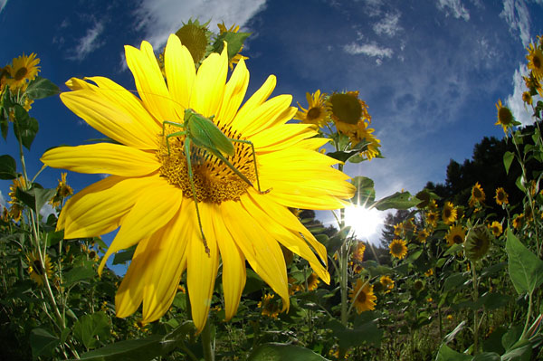 ヒマワリとヤブキリ