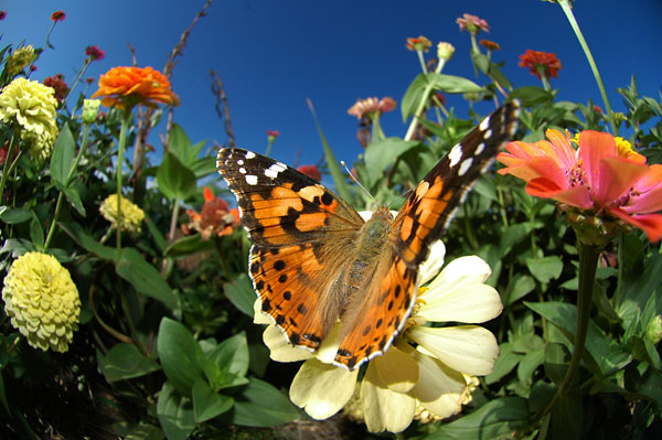 ヒャクニチソウに来た虫2（ヒメアカタテハ）