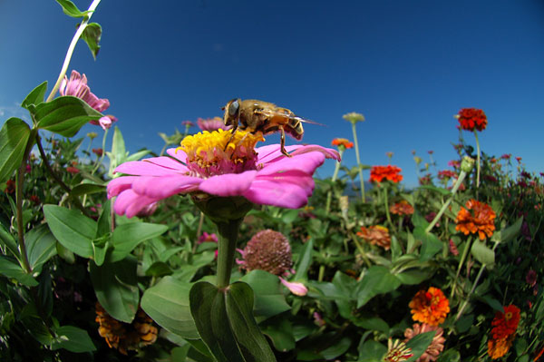 ヒャクニチソウに来た虫3（ハナアブ）