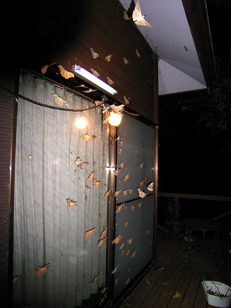 今年最高の飛来数、ヤママユ