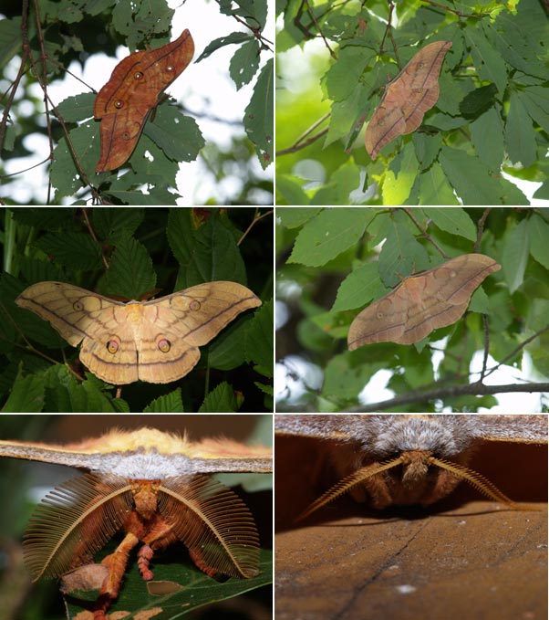 ヤママユの触角