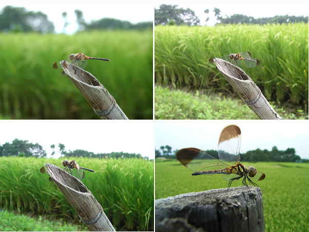 小型デジカメと一眼レフ（ノシメトンボ）