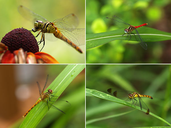 マイコアカネとマユタテアカネ