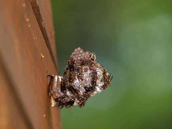 家のアシナガバチ