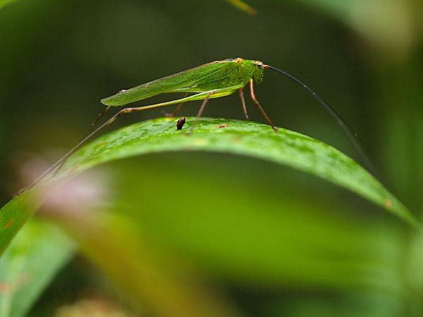 アシグロツユムシ