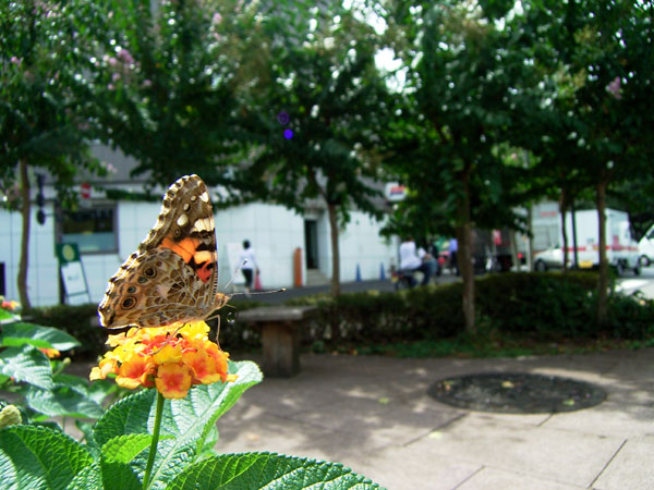 東京のヒメアカタテハ