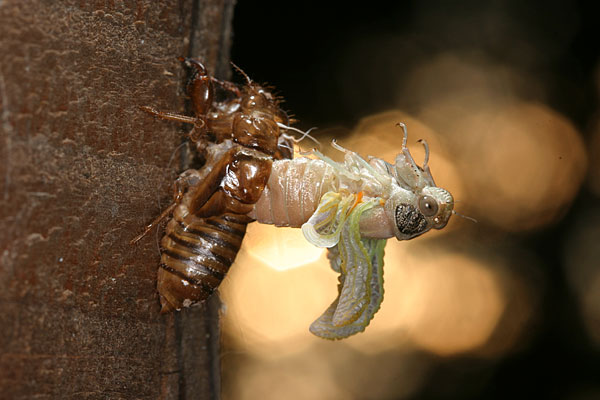 チッチゼミの羽化