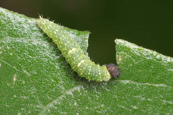 オオムラサキの一齢幼虫