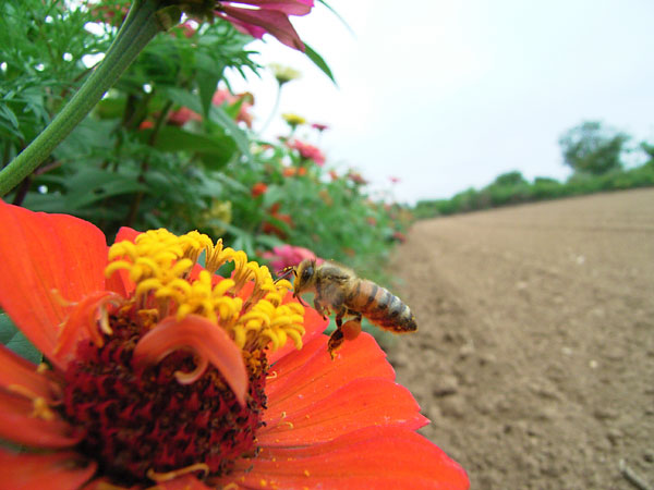 ヒャクニチソウに来た虫1（ミツバチ）