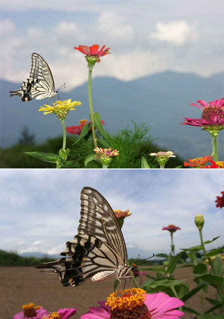 ヒャクニチソウに来た虫2（ナミアゲハ）