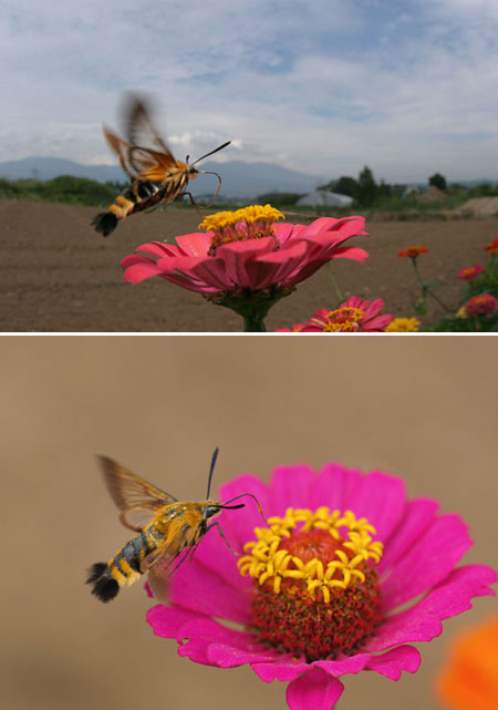 ヒャクニチソウに来た虫3（スキバホウジャク）