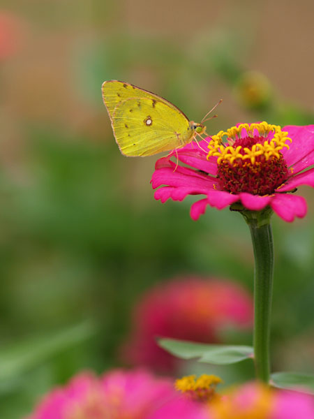 ヒャクニチソウに来た虫4（モンキチョウ）