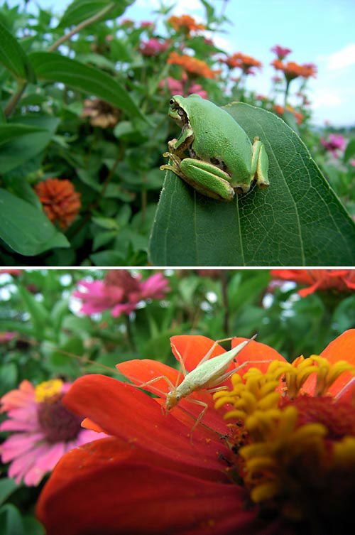 コンパクトデジカメで昆虫を撮る1
