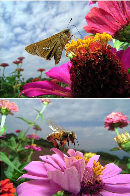 コンパクトデジカメで昆虫を撮る2