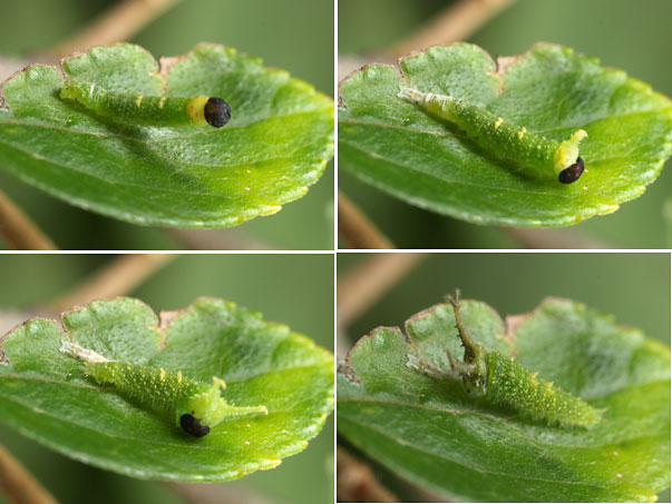 オオムラサキ1令から2令への脱皮