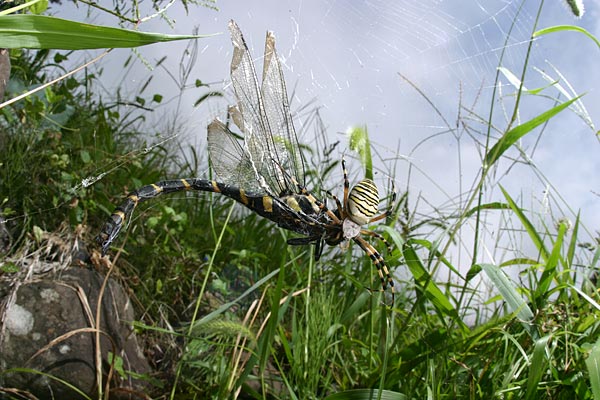 ナガコガネグモ