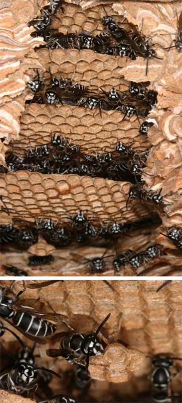 クロスズメバチの巣内