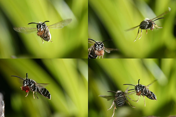 クロスズメバチ 巣の入り口にて