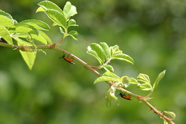 チュウレンジバチ