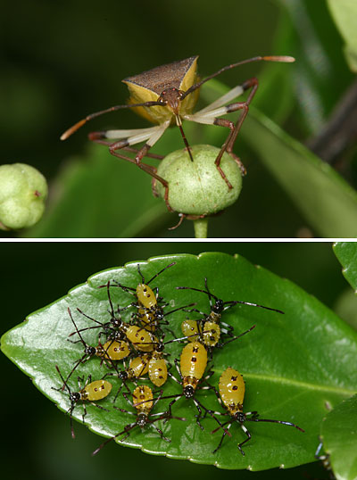 キバラヘリカメムシ