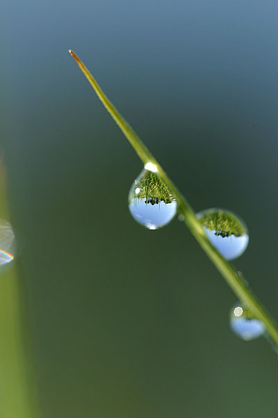 水滴の中の田んぼ
