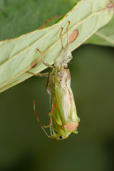 エサキモンキツノカメムシの羽化