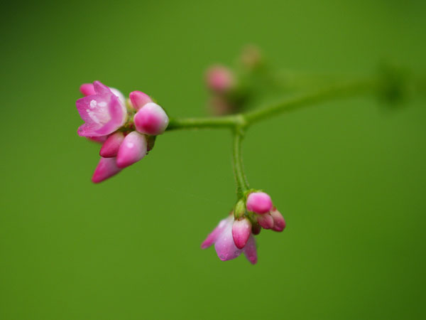 ママコノシリヌグイ