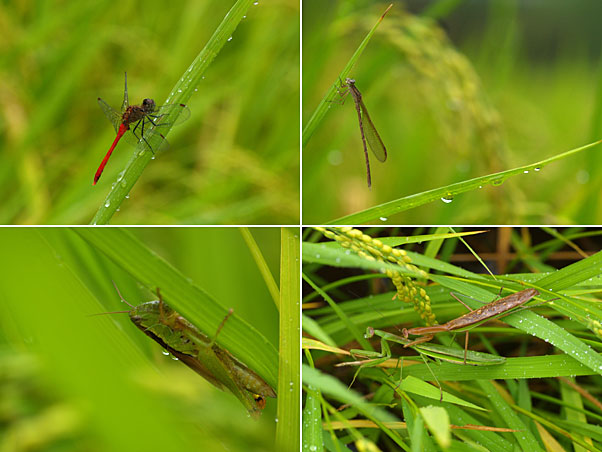雨の日、田んぼで虫たちは