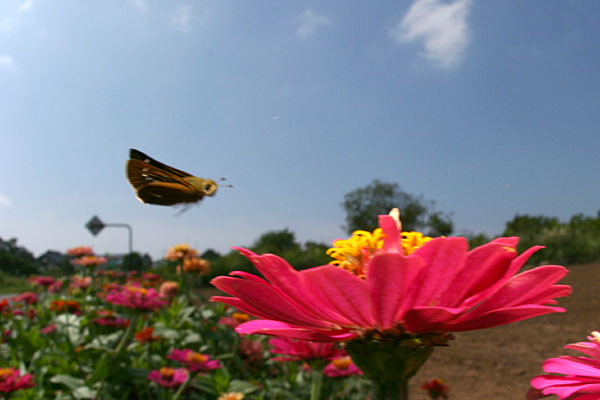 イチモンジセセリの飛翔