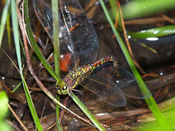 ルリボシヤンマの産卵