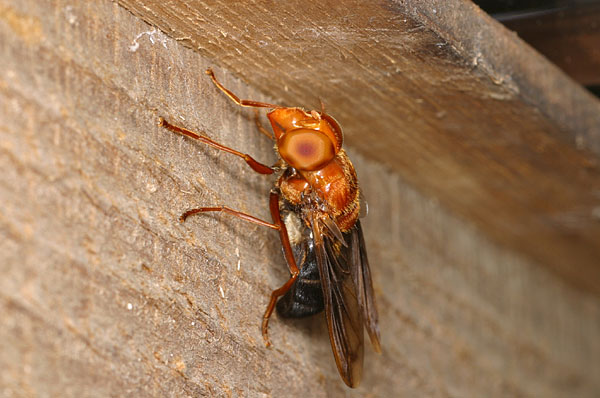 ベッコウハナアブの一種