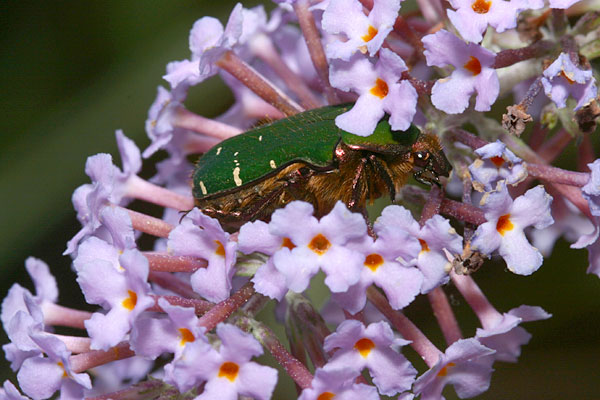 アオハナムグリ