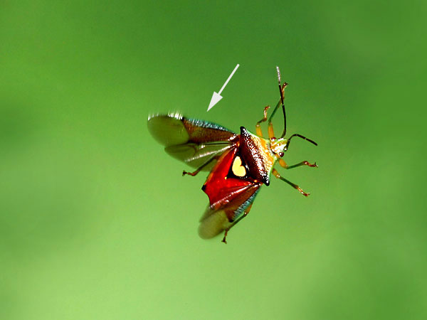 エサキモンキツノカメムシの飛翔