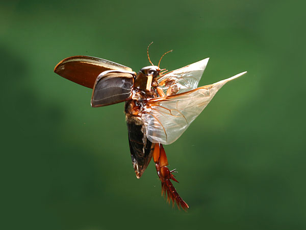 ゲンゴロウの飛翔