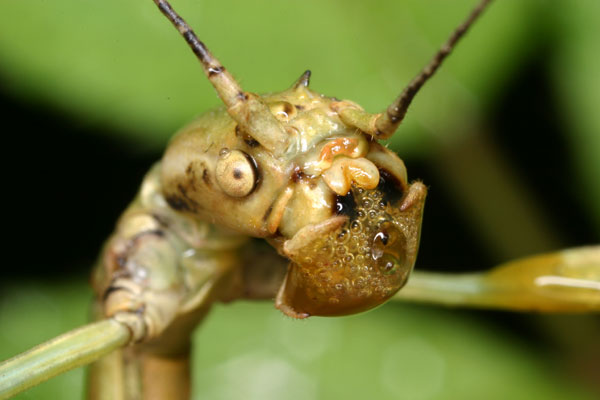 口から汁を出すナナフシ