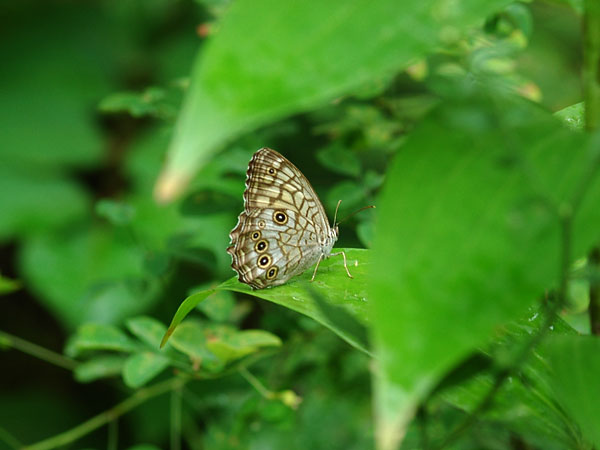 久しぶりのキマダラモドキ