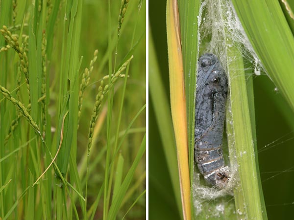 イチモンジセセリの蛹