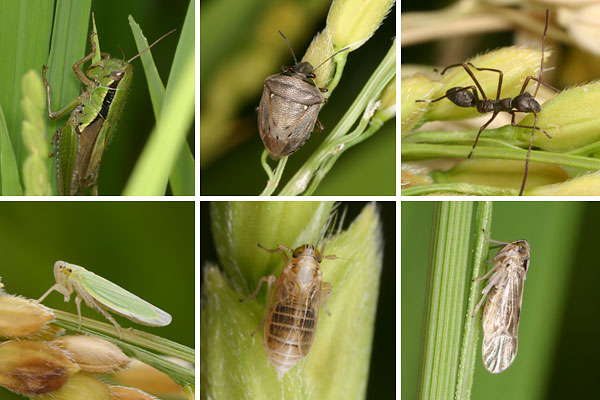 田んぼの虫たち