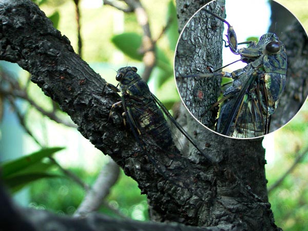 ツクツクホウシ