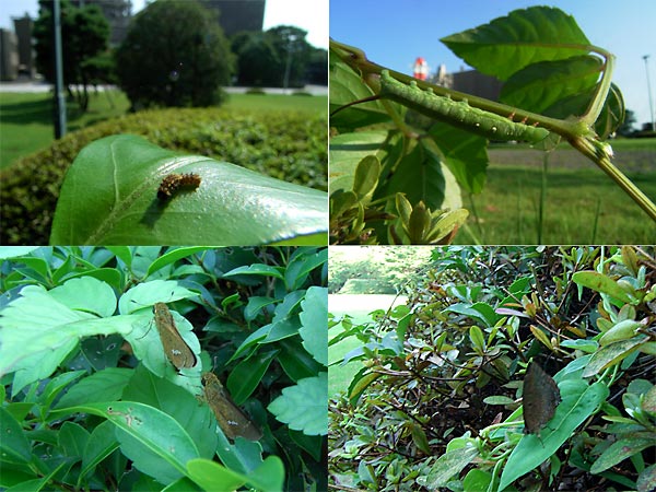 ムラサキツバメ