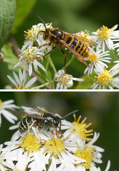 高原のスズメバチ２種