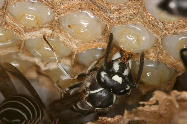 クロスズメバチの栄養交換