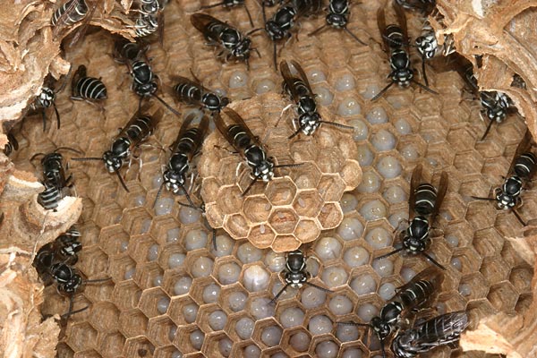 クロスズメバチの巣を下から見る