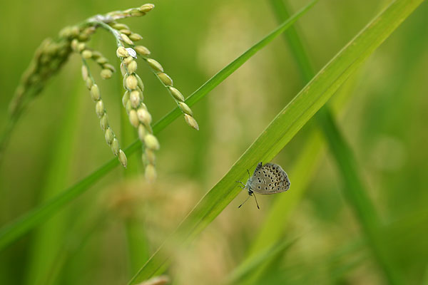 田んぼのヤマトシジミ