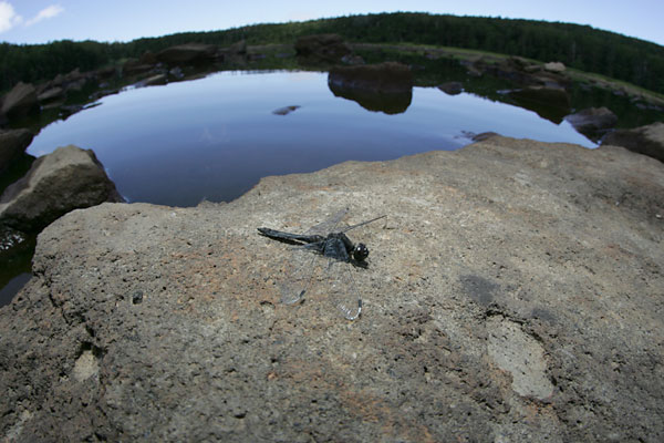黒いアカトンボ