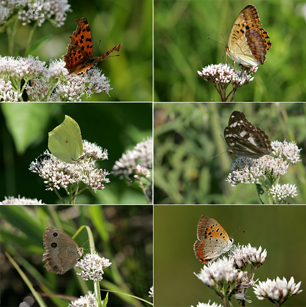 サワヒヨドリに来たチョウ6種