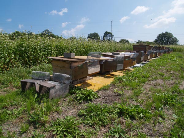 ミツバチの巣箱