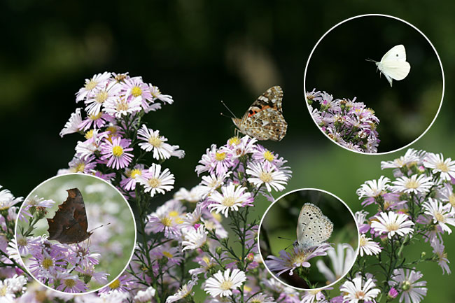 クジャクアスターに来たチョウ