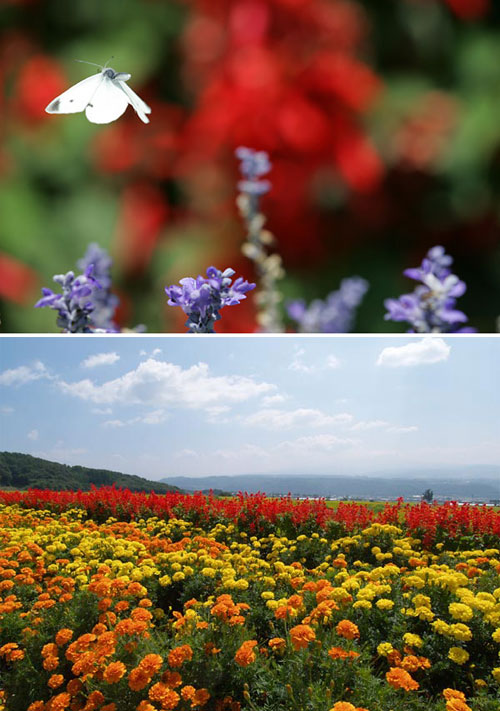 チョウのこない花壇と来る花壇