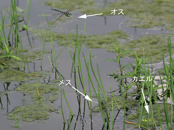 オオルリボシヤンマ